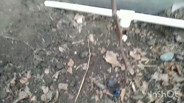 обрезка однолетних кустов винограда