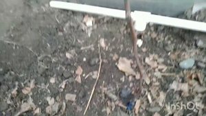 обрезка однолетних кустов винограда