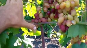 Сорт винограда анжелика