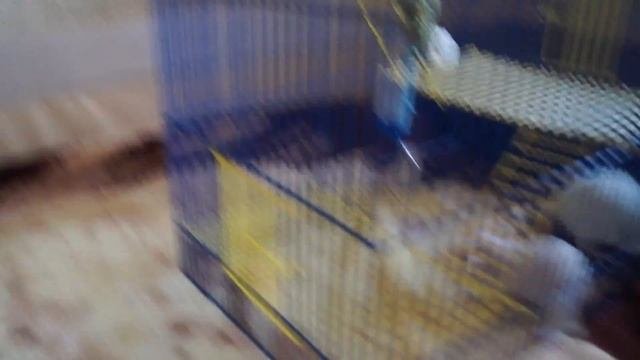 Плюсы и минусы декоративных крыс