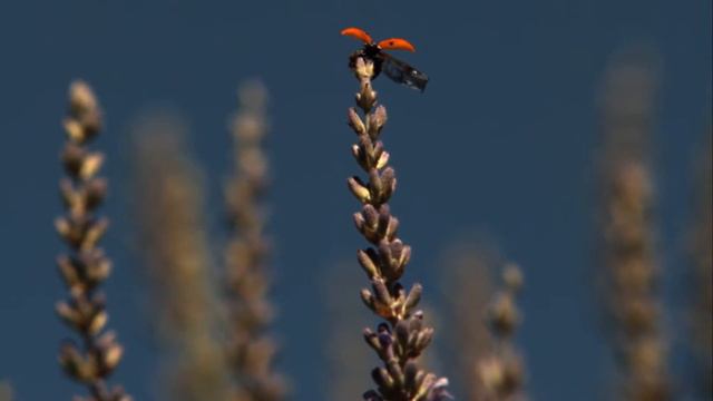 Для нашей Галины поздравление! смотреть онлайн