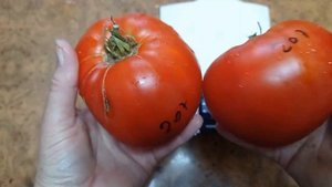 Томат Польское сердце гигант