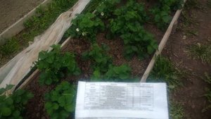 Очень важная обработка клубники весной от вредителей.Для чего она нужна