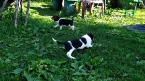 щенки Эстонской гончей