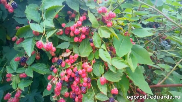 Созревание бесшипной ежевики сорта Блэк Сатин. 30 августа. Подмосковье смотреть онлайн