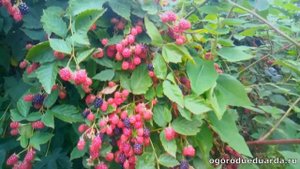 Созревание бесшипной ежевики сорта Блэк Сатин. 30 августа. Подмосковье