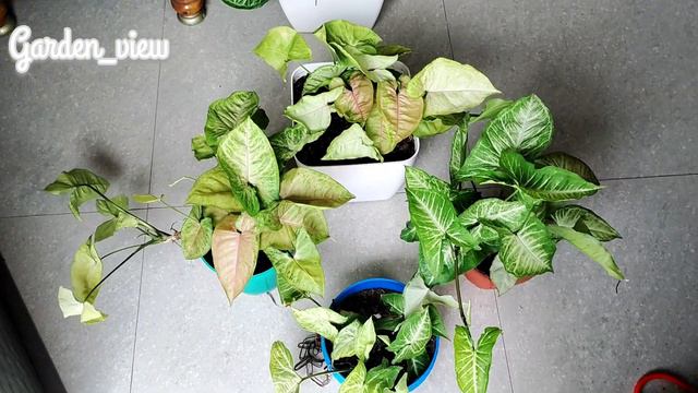 Syngonium Plant Care #Indoor Plant Care # Biginner Friendly Indoor Plant #Garden_view