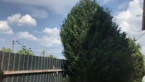 Обрезка взрослых скальных можжевельников – для максимальной декоративности и долговечности деревьев