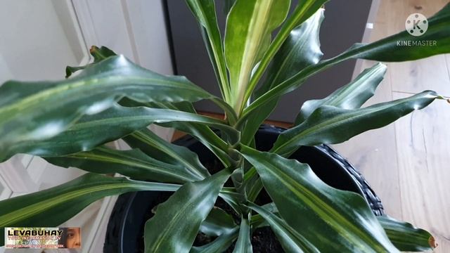 FORTUNE PLANT CARE TIPS | INDOOR AND OUTDOOR PLANT | EASY TO CARE PLANT |  DRACAENA SANDERIANA