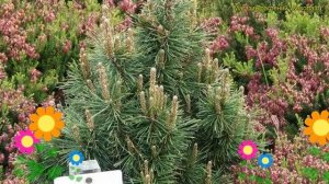 Сосна горная Альпенцверг. Краткий обзор, описание характеристик pinus mugo Alpenzwerg