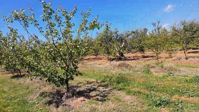 Апрельские абрикосы в Греции смотреть онлайн