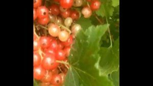 Ватра - крупноплодный сорт красной смородины