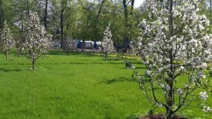 Плодовый топиарный сад в Монрепо