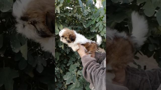 Ши-тцу девочка. смотреть онлайн