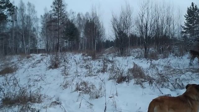 Лес пилим , щепки летят. Санитарная зачистка сельхозки. смотреть онлайн