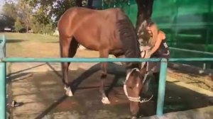 Воспитание лошади мягкими методами