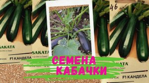 Семена кабачков на 2020 сезон. Мой выбор Аэлита,Сибирский сад, Волжский сад, Саката, Евросемена.