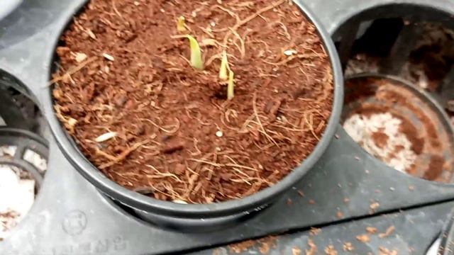 Calla Lily growing stages смотреть онлайн