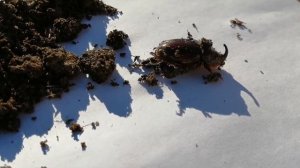 Этапы развития жуков