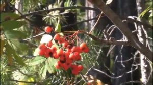 Клип Рябиновые бусы