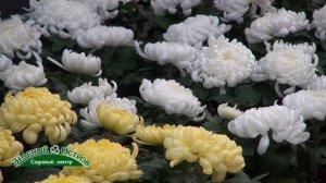 Горшечная хризантема