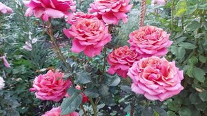 Новозеландские розы от  "Ford Roses " Полный восторг!