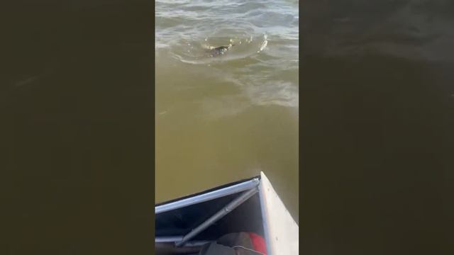 Астрахань рыбалка охота база отдыха лоцман . Рыбалка огонь 🔥 смотреть онлайн