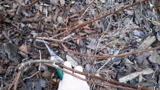 ГОРТЕНЗИЯ- ПОБЕГ, КОТОРЫЙ ОБЯЗАТЕЛЬНО НУЖНО ВЫРЕЗАТЬ. Обрезка на две почки как выглядит. 02.01.2024