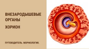 Внезародышевые органы.  Хорион