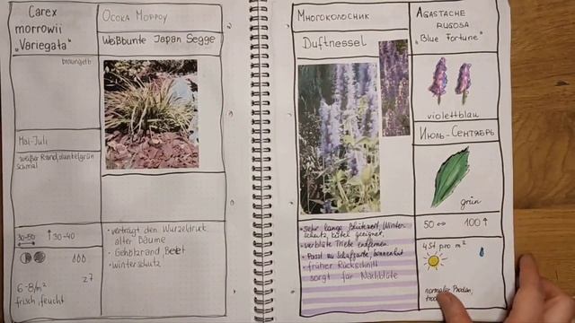 Лучшие растения для вашего цветника. ??Готовь сани летом, а перепись многолетников делай зимой! смотреть онлайн