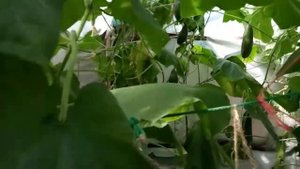 огурцы на гидропонике : метод, сорта, автоматика