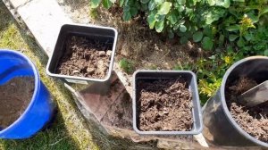 #соснасаженцы Пересадка сеянцев сосны( 2. 07 мин)Обзорчик 16.06.2020