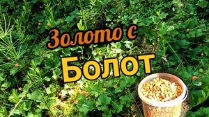 Морошка, грибы, земляника! Прогулка в Карельском лесу!