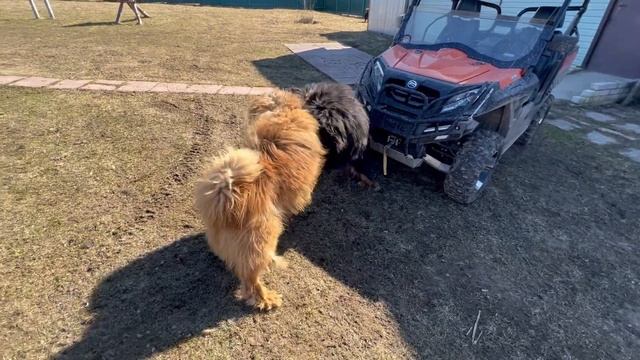 ТИБЕТСКИЙ МАСТИФ. ЭТО НУЖНО ПОНИМАТЬ. смотреть онлайн