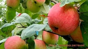 Яблоня средний Уральское розовое (malus) ? обзор: как сажать, саженцы яблони Уральское розовое