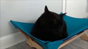 Нарезка говорящих котов | Talking cat #5