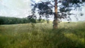 Сосновая роща между селом Мыт и деревней Исаково.