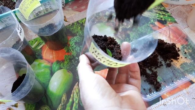 ВСЕГДА ПОЛУЧАЕТСЯ СИЛЬНАЯ И ТОЛСТАЯ РАССАДА?ПИКИРОВКА ТОМАТОВ? смотреть онлайн