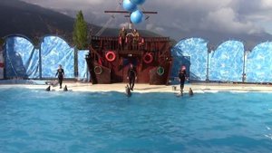 Мрожи, белые киты и дельфины танцуют в честь праздника Победы для ветеранов