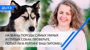 Названы породы самых умных и глупых собак: проверьте, попал ли в рейтинг ваш питомец