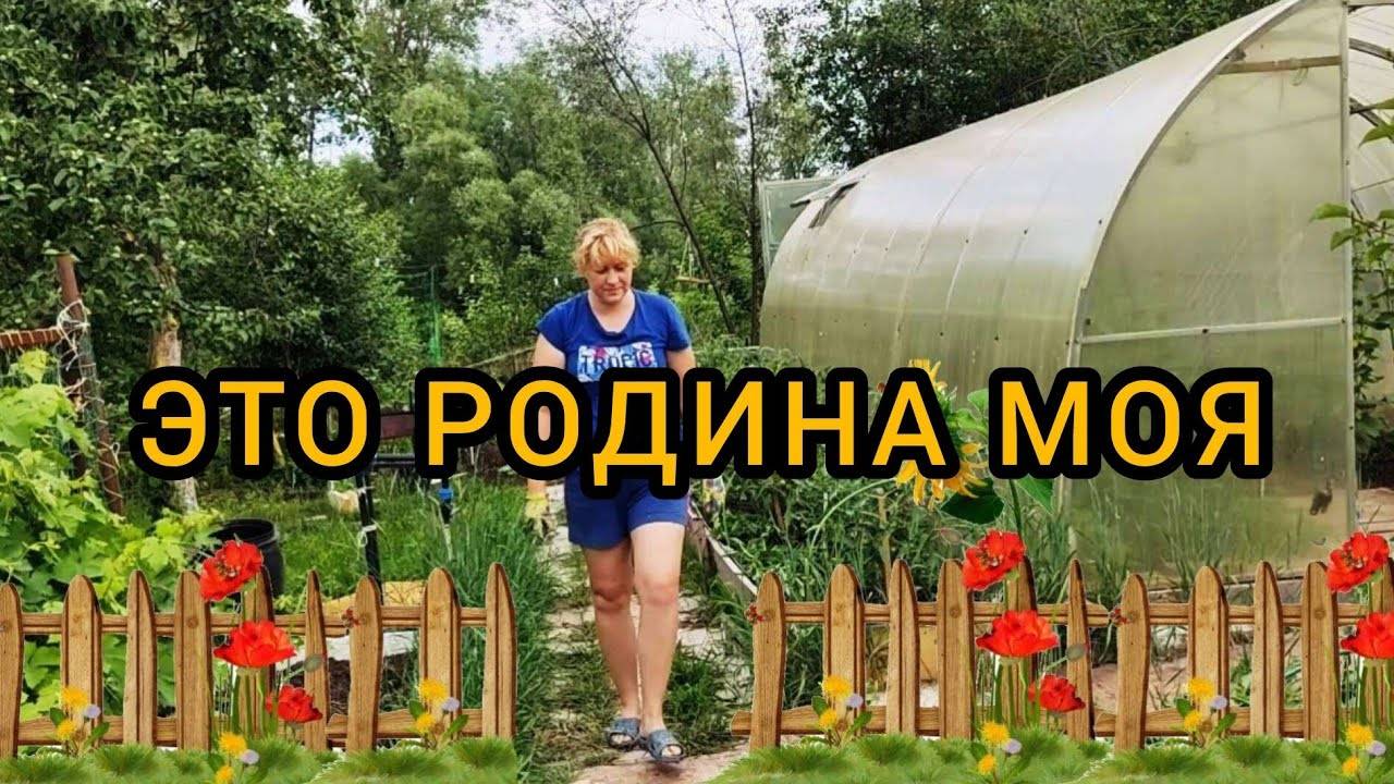 Сбор огурцов и томатов. 1.07.2024