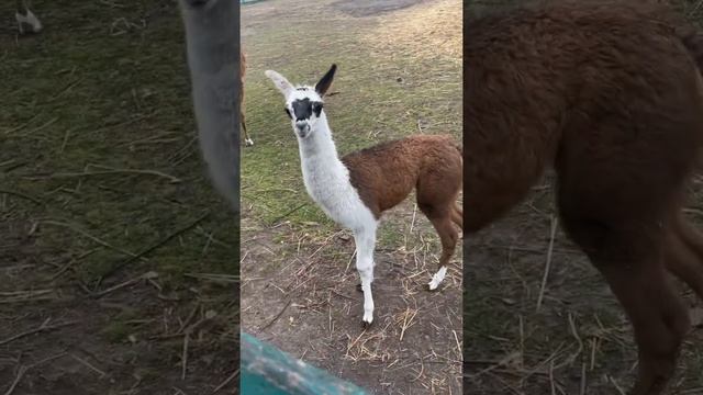 Мы купили ЛАМУ! Очень красивый мальчик. Дитё ламы Вегас 1 месяц. Вегас Лама из Пушистого Клюва