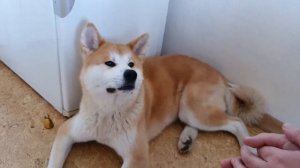 ВЛОГ | По душам с собакой | В субботу на кухне. Акита Ину.