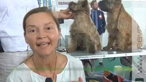 1000 собак, 180 пород  Под Курском прошла международная выставка собак
