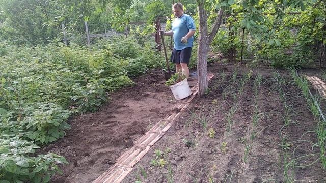 Борьба с порослью сливы. Ищем совет что с чесноком? Разговор о грядках и вообще об огороде.(05.20) смотреть онлайн