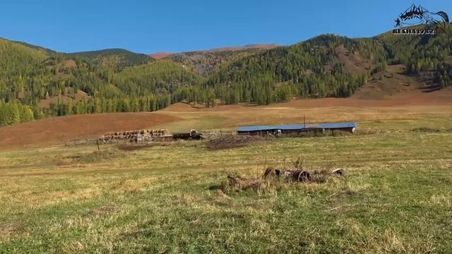 Откровения местного жителя/Заготовка кедровой шишки/Кто скупает орех #1 смотреть онлайн