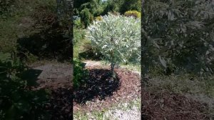 Ива лохолистная, прекрасный декоративный кустарник