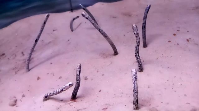 ЭТО РЫБЫ! Что это за рыбы? Кто знает? смотреть онлайн