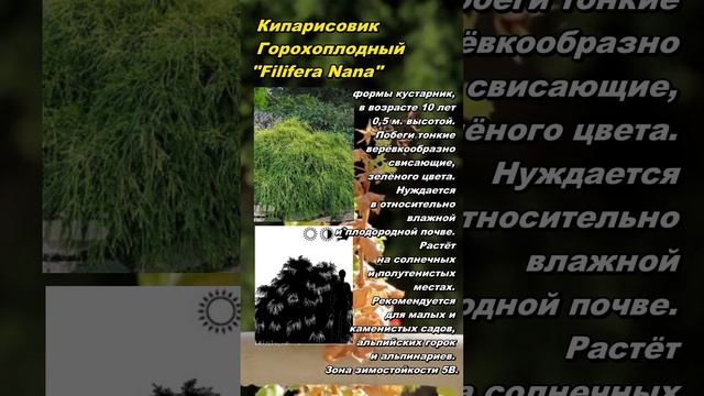 Кипарисовик Горохоплодный "Филифера  Нана" (Filifera Nana).