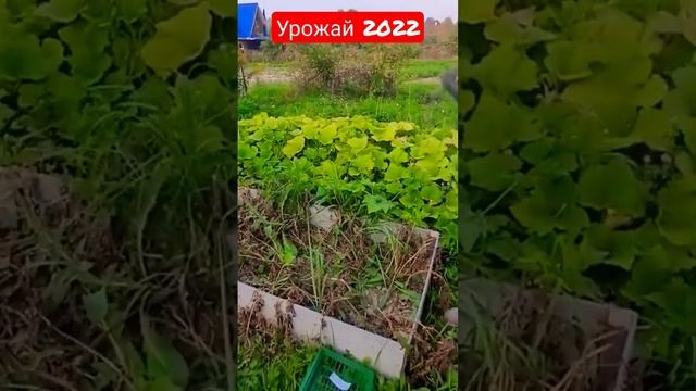 Урожай картофеля 2022. Сорт "Коломбо" #картофель #дача #огород Какой сорт выбрать в 2023 году?